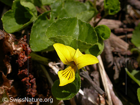 Foto: Gelbes Bergveilchen, Blüte 
Lat.: Viola biflora 
Familie: Violaceae (Veilchengewächse)
Gattung: Viola (Veilchen)
