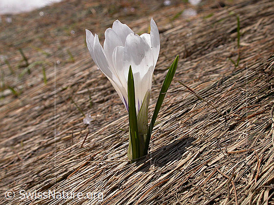 Foto: Frühlings-Krokus 
Lat.: Crocus albiflorus 
Familie: Iridaceae