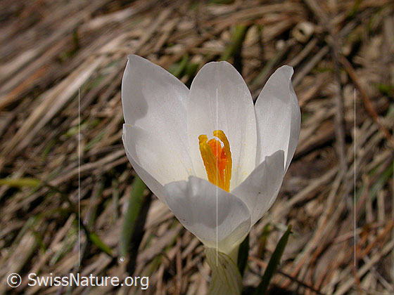 Foto: Frühlings-Krokus 
Lat.: Crocus albiflorus 
Familie: Iridaceae