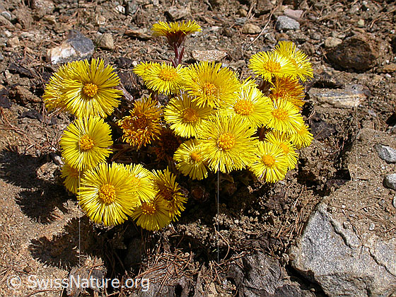 Foto: Huflattich
Lat.: Tussilago farfara
Familie: Asteraceae (Kobblütler)