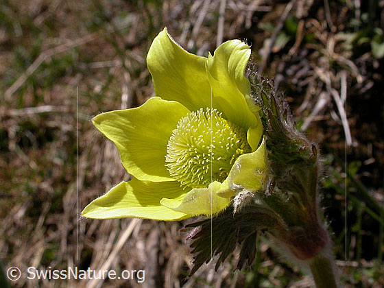 Foto: Schwefelanemonen, Blüte 
Lat.: Pulsattilla alpina ssp. sulphurea 
Familie: Ranunculaceae