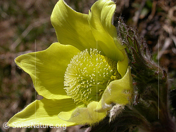 Foto: Schwefelanemonen, Blüte 
Lat.: Pulsattilla alpina ssp. sulphurea 
Familie: Ranunculaceae