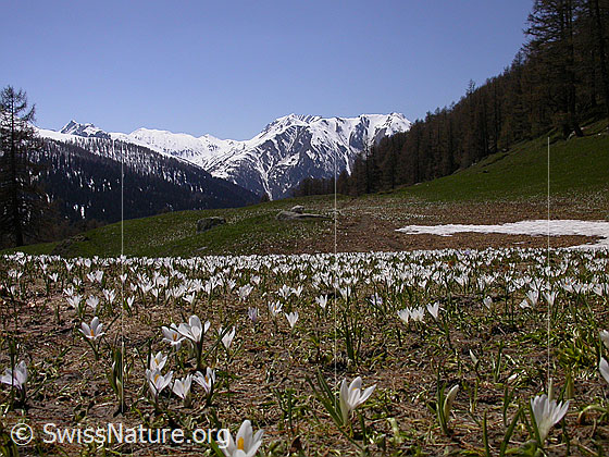Foto: Krokusse auf Eggerebode. Im Hintergrund: Saflischtal, Bättlihorn und Breithorn