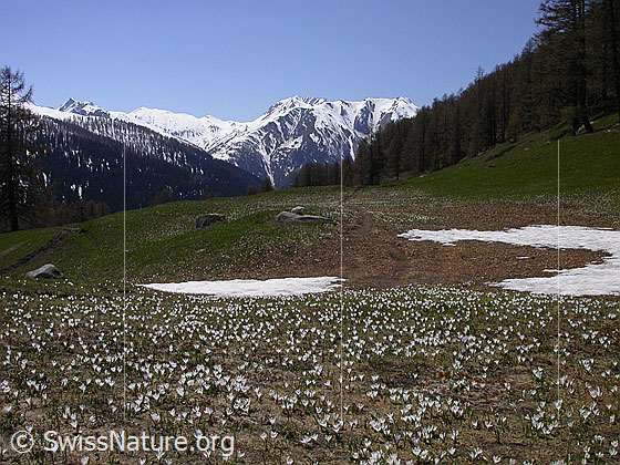 Foto: Krokusse auf Eggerebode. Im Hintergrund: Saflischtal, Bättlihorn und Breithorn
