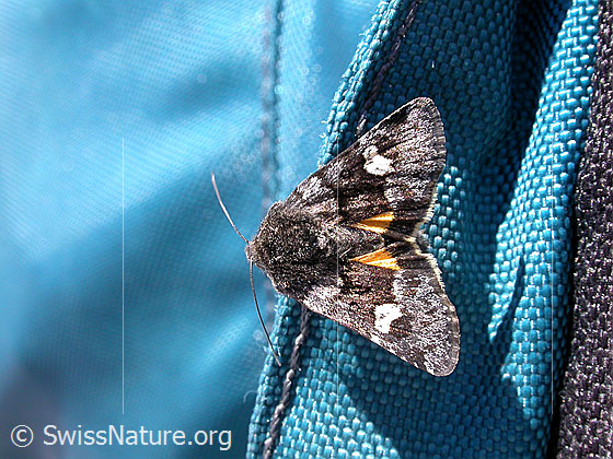 Foto: Unbekannter Falter