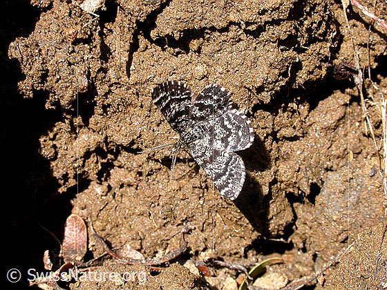 Foto: Unbekannter Schmetterling.