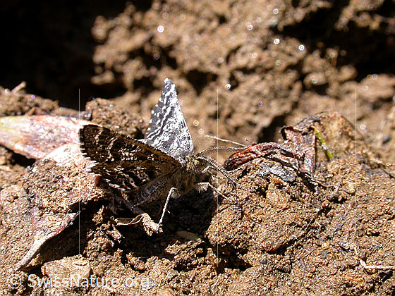 Foto: Unbekannter Schmetterling.
