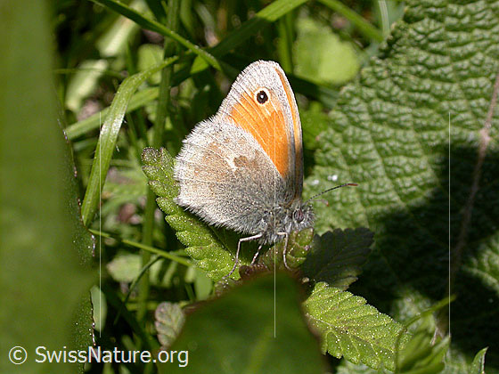 Foto: Kleines Wiesenvögelchen, kleiner Heugrasfalter 
Lat.: Coenonympha pamphilus
Familie:  Nymphalidae (Edelfalter)  
Unterfamilie:  Satyrinae (Augenfalter)