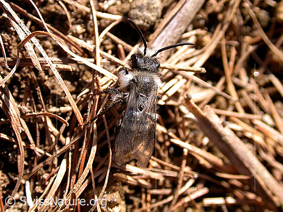 Foto: Wahrscheinlich Graue Sandbiene (Andrena cineraria). Ansicht von oben.
Umgebung: Höhe ca. 1800m
Lat.: Andrena cineraria 
Familie: Apidae (Bienen)
Unterfamilie: Andrenidae 
Gattung: Andrena (Sandbienen)
