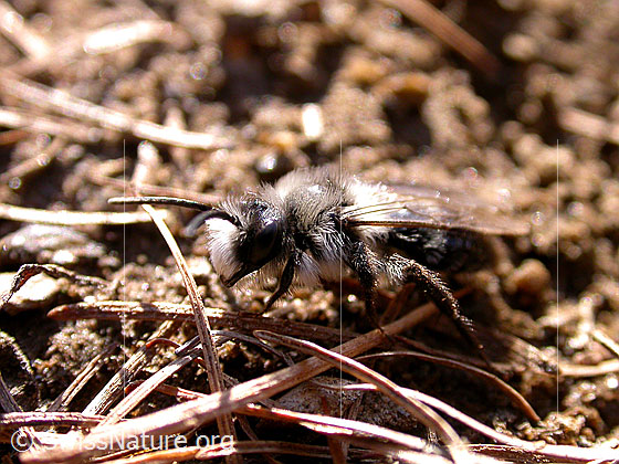 Foto: Wahrscheinlich Graue Sandbiene (Andrena cineraria). Ansicht von der Seite. Wird auch Grauschwarze Düstersandbiene genannt.
Umgebung: Höhe ca. 1800m
Lat.: Andrena cineraria 
Familie: Apidae (Bienen)
Unterfamilie: Andrenidae 
Gattung: Andrena (Sandbienen)