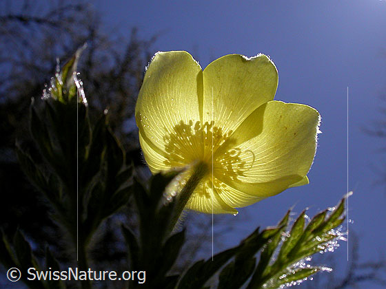 Foto: Blüte einer Schwefelanemone im Gegenlicht. Ansicht von unten. 
Lat.: Pulsattilla alpina ssp. sulphurea 
Familie: Ranunculaceae