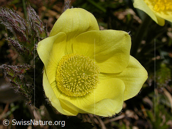 Foto: Blüte einer Schwefelanemone. 
Lat.: Pulsattilla alpina ssp. sulphurea 
Familie: Ranunculaceae