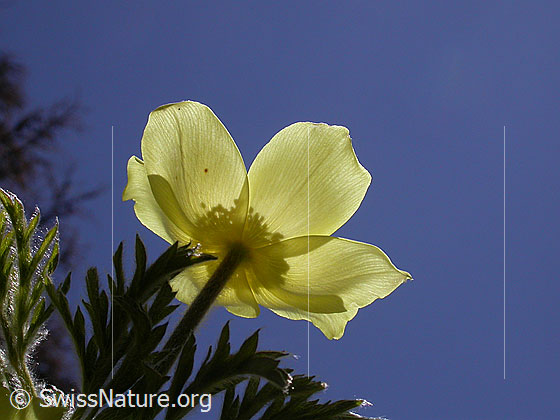 Foto: Blüte einer Schwefelanemone im Gegenlicht. Ansicht von unten. 
Lat.: Pulsattilla alpina ssp. sulphurea 
Familie: Ranunculaceae