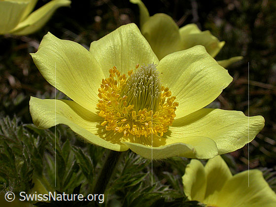 Foto: Blüte einer älteren Schwefelanemone. 
Lat.: Pulsattilla alpina ssp. sulphurea 
Familie: Ranunculaceae