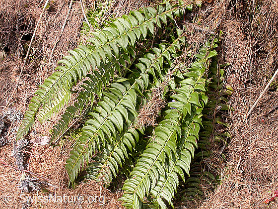 Foto: Lanzenfarn
Lat.: Polystichum lonchitis
Familie: Dryopteridaceae (Wurmfarngewächse) 
Gattung: Polystichum (Schildfarne)