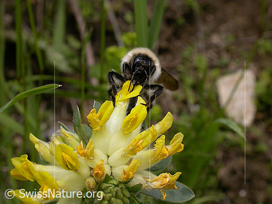 Photo: Bombus mesomelas on Anthyllis vulneraria. View from the front.