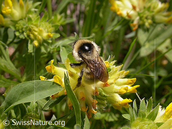 Foto: Berghummel (Bombus mesomelas) an Echtem Wundklee (Anthyllis vulneraria). Ansicht von oben.