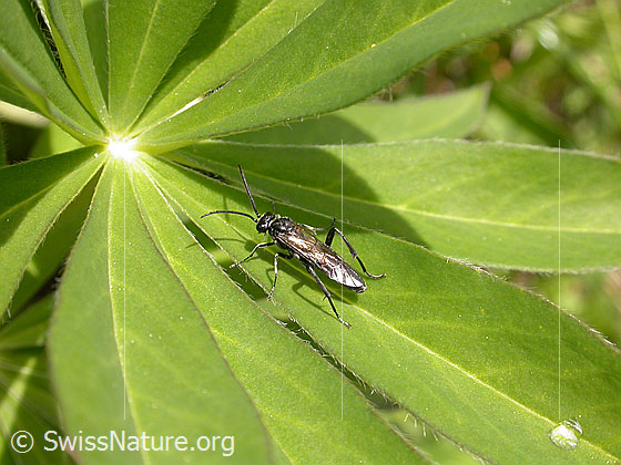 Foto: Unbekanntes Insekt auf Blatt einer vielblättrigen Lupine.