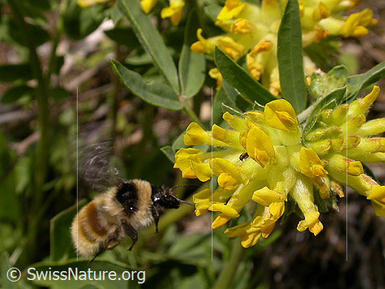 Foto: Berghummel (Bombus mesomelas) an Echtem Wundklee (Anthyllis vulneraria). Im Anflug auf eine Blüte. Ansicht von der Seite.