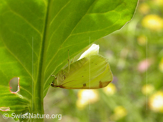 Photo: Opisthograptis luteolata. Hanging under leaf. Good camouflage.
Lat.: Opisthograptis luteolata
Family: Geometridae
Subfamily: Ennominae
Genus: Opisthograptis