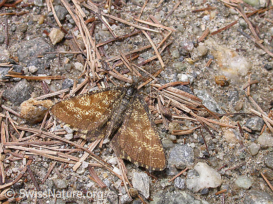 Foto: Wahrscheinlich Heidespanner (Ematurga atomaria).
Lat.: Ematurga atomaria
Familie: Geometridae (Spanner)