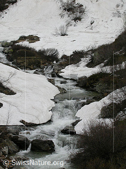 Foto: Binna zwischen Freichi und Wyssbach. Entlang der Ufer sind Schneereste zu sehen.
