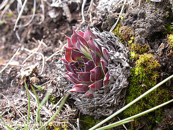 Foto: Blätter des Wulfens Hauswurz 
Lat.: Sempervivum wulfenii 
Familie: Crassulaceae