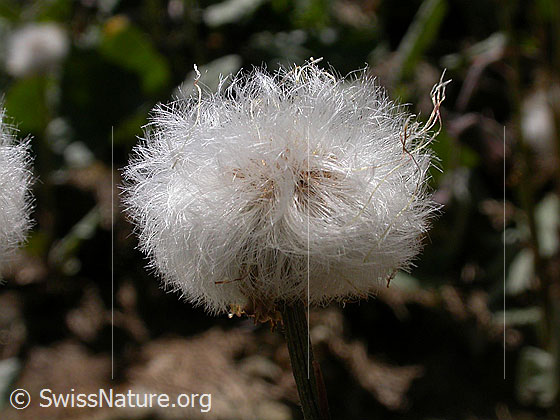 Foto: Huflattich, verblühte Blüte 
Lat.: Tussilago farfara
Familie: Asteraceae (Kobblütler)