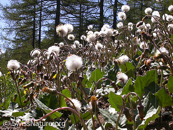 Foto: Verblühte Huflattich 
Lat.: Tussilago farfara
Familie: Asteraceae (Kobblütler)