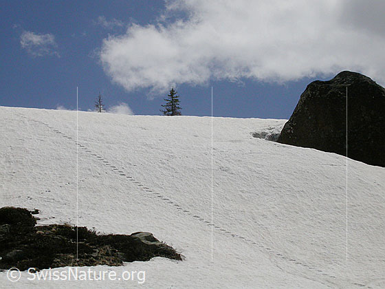 Foto: Gleichmässige Spur in Schneefeld oberhalb Mässersse.