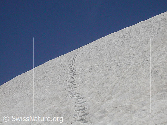 Foto: Gleichmäsige Spur in Schneefeld oberhalb Mässersse.