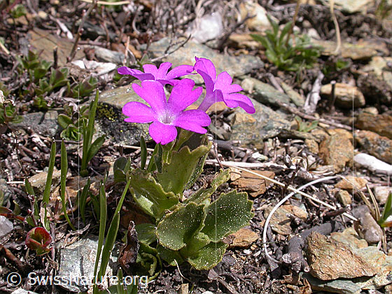 Foto: Rote Felsen-Primel 
Lat.: Primula hirsuta 
Familie: Primulaceae
