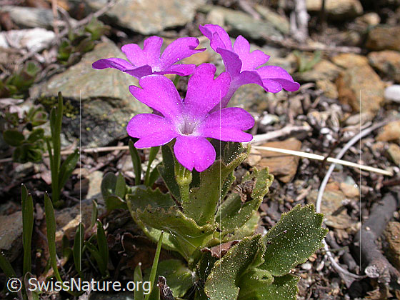 Foto: Rote Felsen-Primel 
Lat.: Primula hirsuta 
Familie: Primulaceae