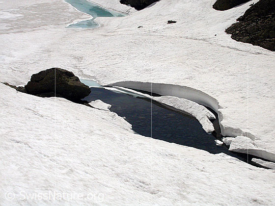 Foto: Züesee: Uferbereich mit offenen Stellen.