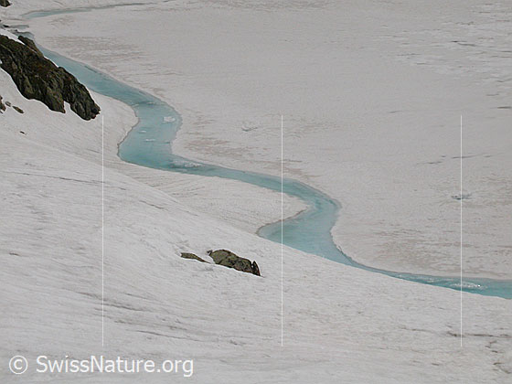 Foto: Geisspfadsee: Hellblauer Wasserstreifen im Uferbereich.