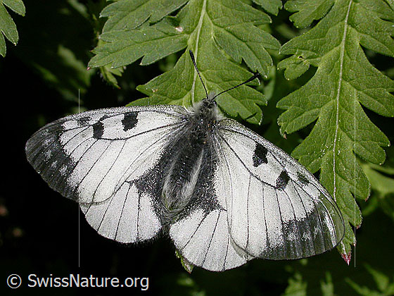 Foto: Schwarzer Apollo auf Blatt 
Lat.: Parnassius mnemosyne
Familie: Papilionidae (Ritterfalter)