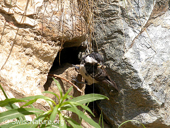 Foto: Tannenmeise (Periparus ater) bringt Futter für die Jungtiere.