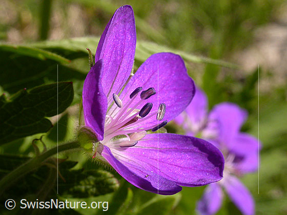 Foto: Wald-Storchschnabel, Blüte 
Lat.: Geranium sylvaticum 
Familie: Geraniaceae