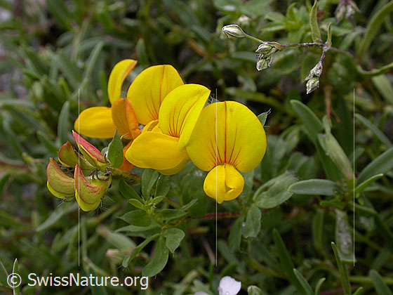 Photo: Lotus alpinus. Blossoms.
Lat.: Lotus alpinus
Family: Fabaceae
Genus: Lotus