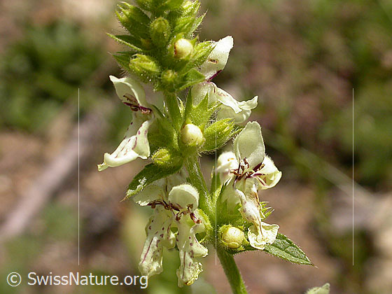 Foto: Aufrechter Ziest (Stachys recta). Blüten und Stängel.
Lat.: Stachys recta
Familie: Lamiaceae (Lippenblütler)
Gattung: Stachys (Zieste)