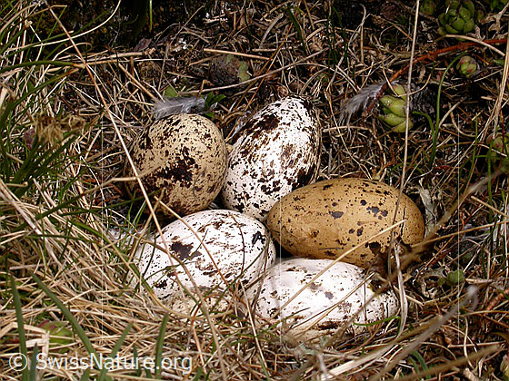 Foto: Vogelnest mit Eiern der Dohle
Lat.: Corvus monedula