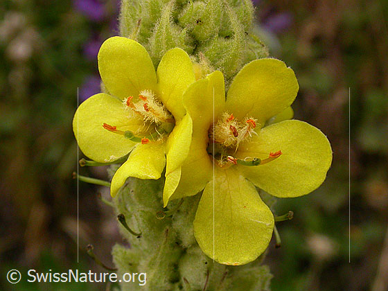 Foto: Dickblättrige Königskerze, Blüten 
Lat.: Verbascum thapsus crassifolium 
Familie: Scrophulariaceae