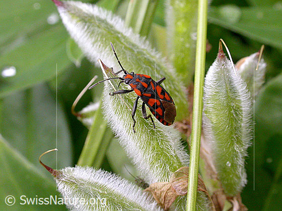 Foto: Bodenwanze (Spilostethus saxatilis) an Samenkapsel.
Lat.: Spilostethus saxatilis
Familie: Lygaeidae (Bodenwanzen)
