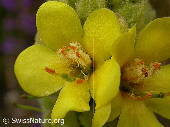 Dickblättrige Königskerze, Blüte