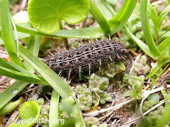 Foto: Raupe des Flockenblumenscheckenfalters 
Lat.: Melitaea phoebe 
Familie: Nymphalidae