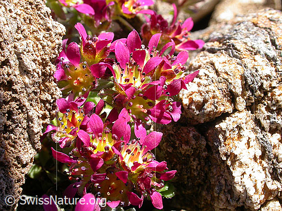 Foto: Zweiblütiger Steinbrech, Blüte 
Lat.: Saxifraga biflora 
Familie: Saxifragaceae (Steinbrechgewächse)