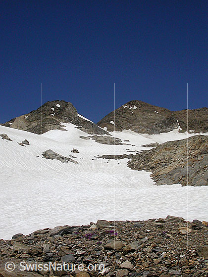 Foto: Turbhorn von SSE