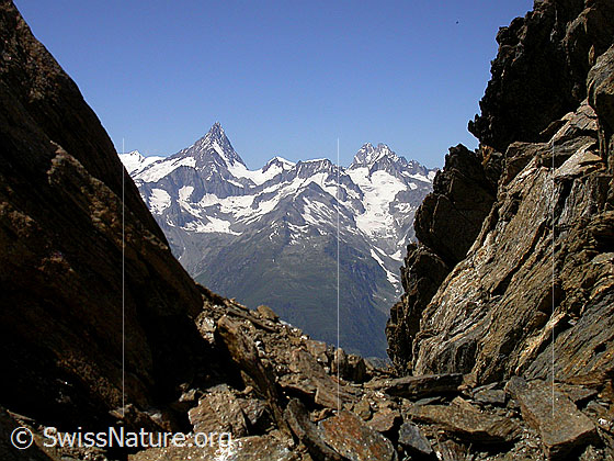Foto: Blick vom Gipfel des Turbhorn zu Finsteraarhorn, Schreckhorn, Lauteraarhorn, etc..