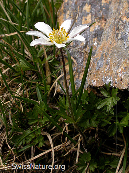 Foto: Monte Baldo-Anemone 
Lat.: Anemone baldensis 
Familie: Ranunculaceae