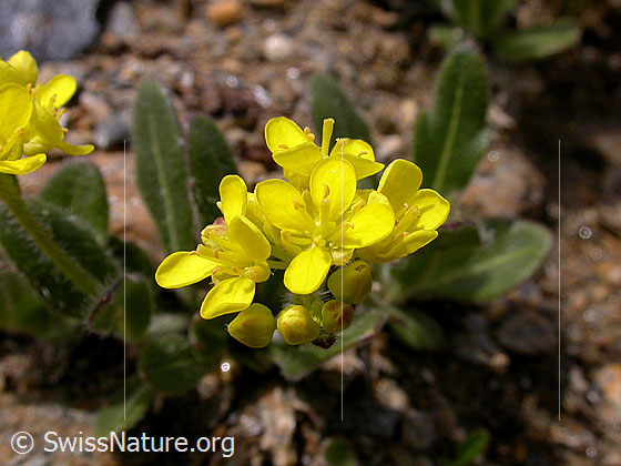 Photo: Biscutella laevigata. Blossoms.
